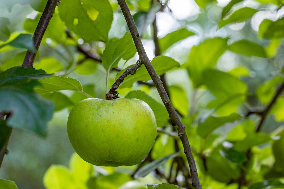 Malus 'Blenheim'