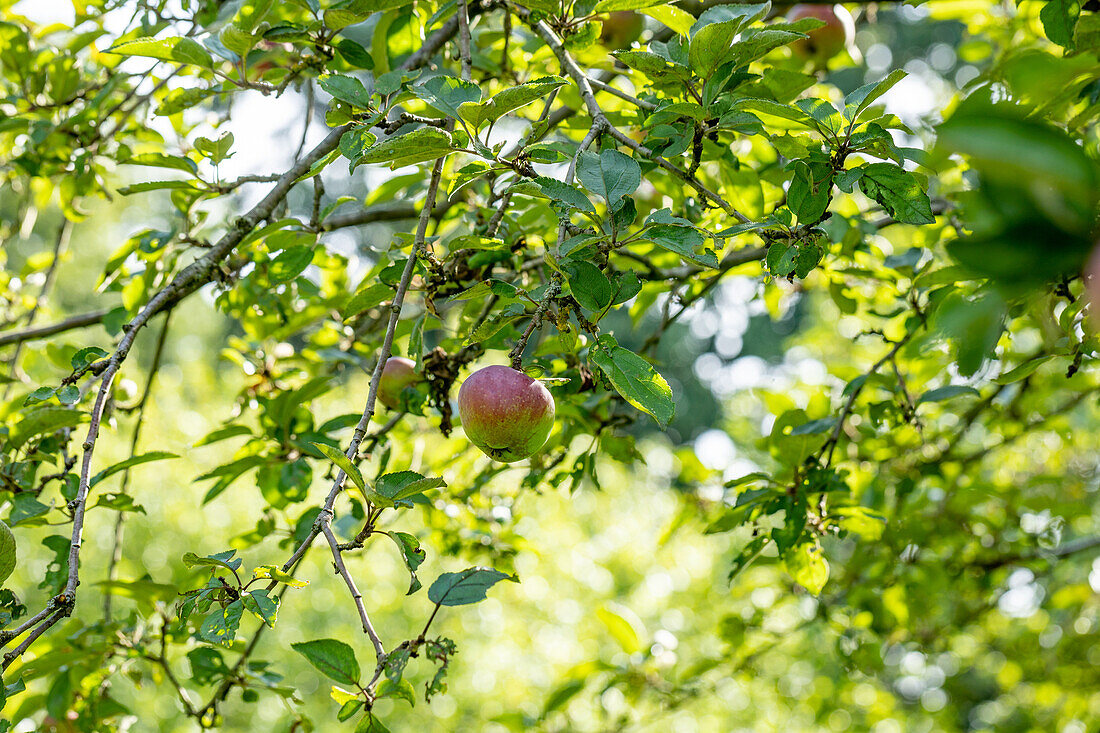 Malus 'Red iron apple