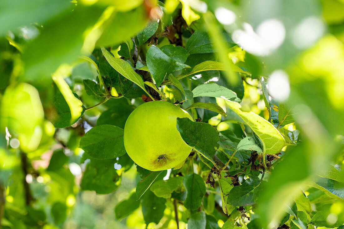 Malus domestica 'Lemon apple', early from the sea