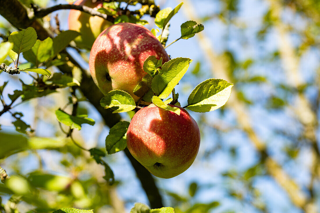 Malus domestica 'Iserapfel' (Iserapfel)