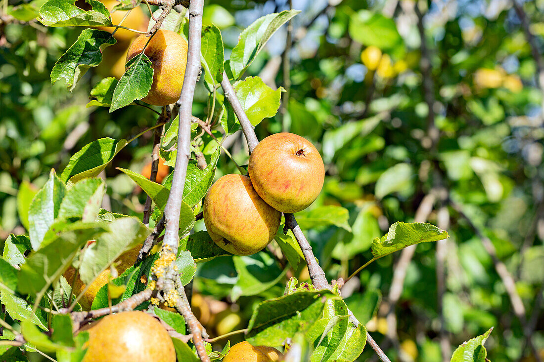 Malus 'Goldrenette von Hoya'