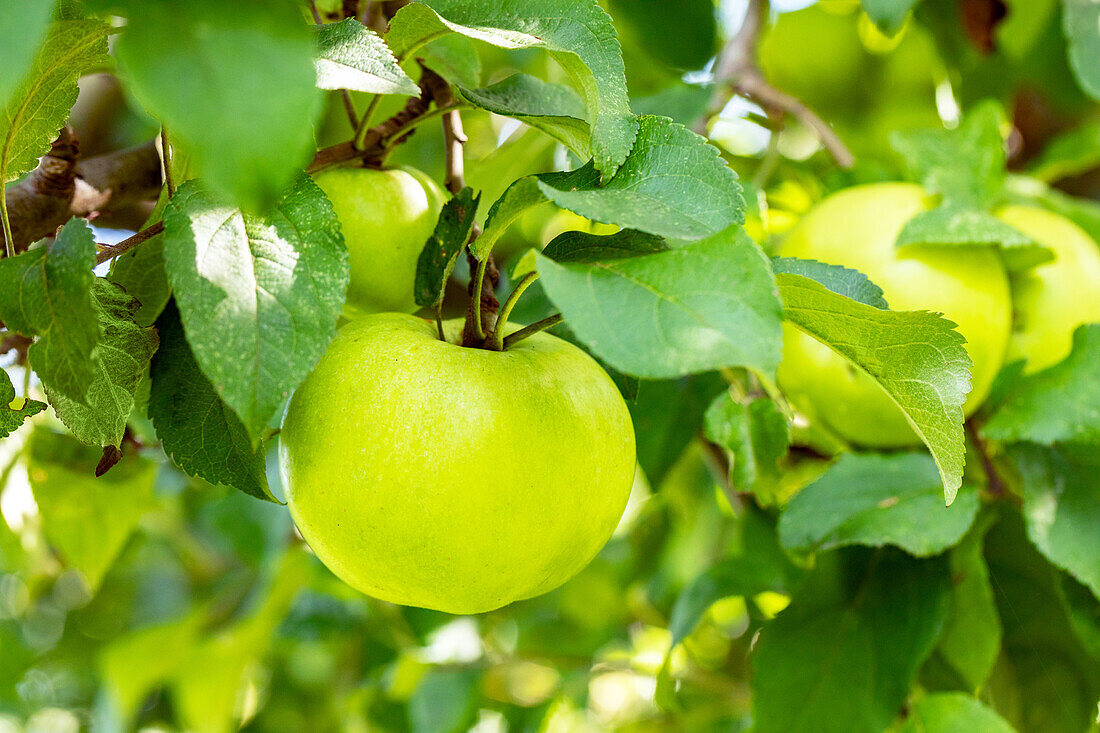 Malus 'Mühlenapfel'