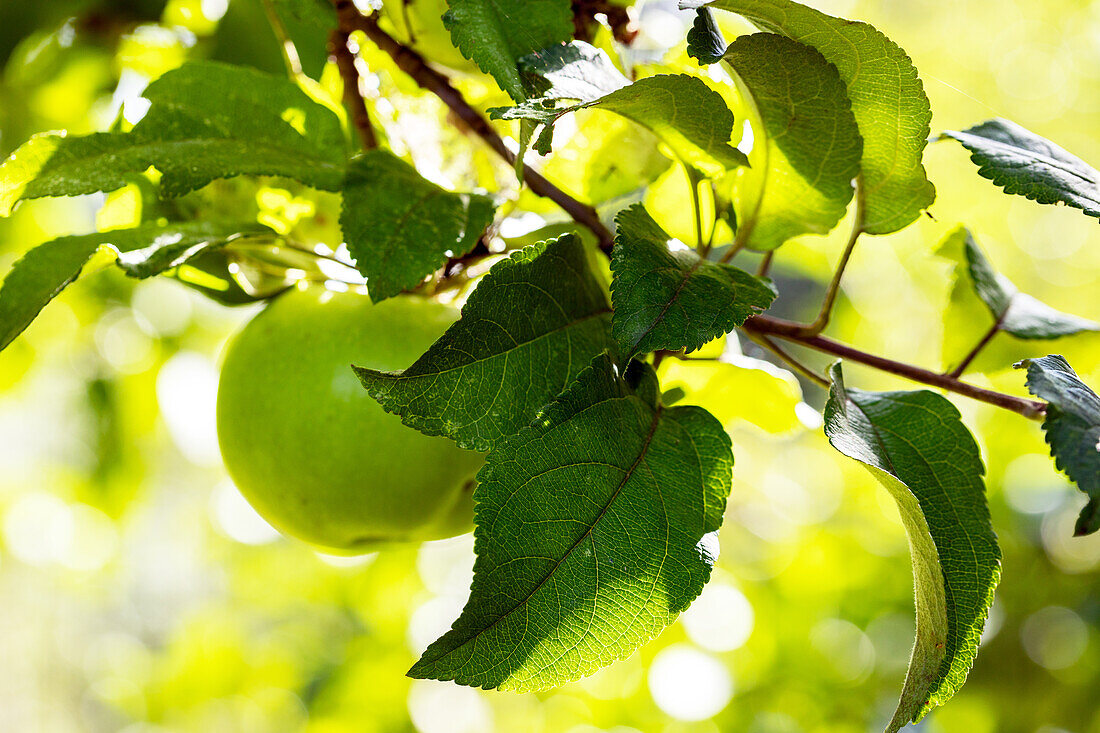 Malus 'Mill apple