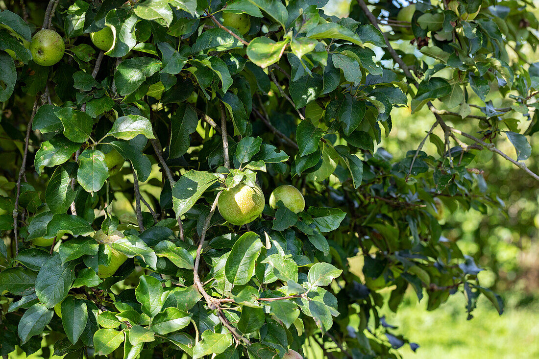 Malus 'Kruger's Dickstem