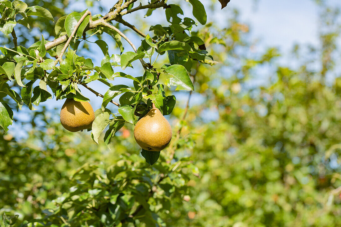 Pyrus communis 'Gris'