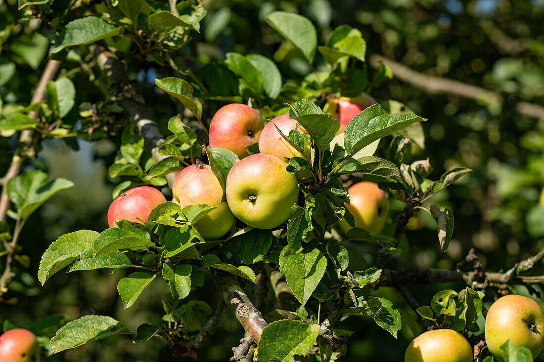 Malus domestica 'Gold Renette von Blenheim' (Blenheim Gold Renette)