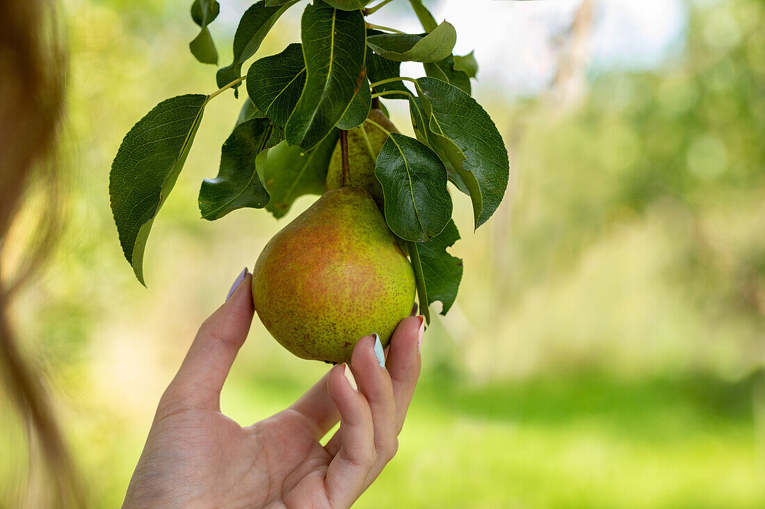 Pyrus 'Boscs Bottle Pear Tree