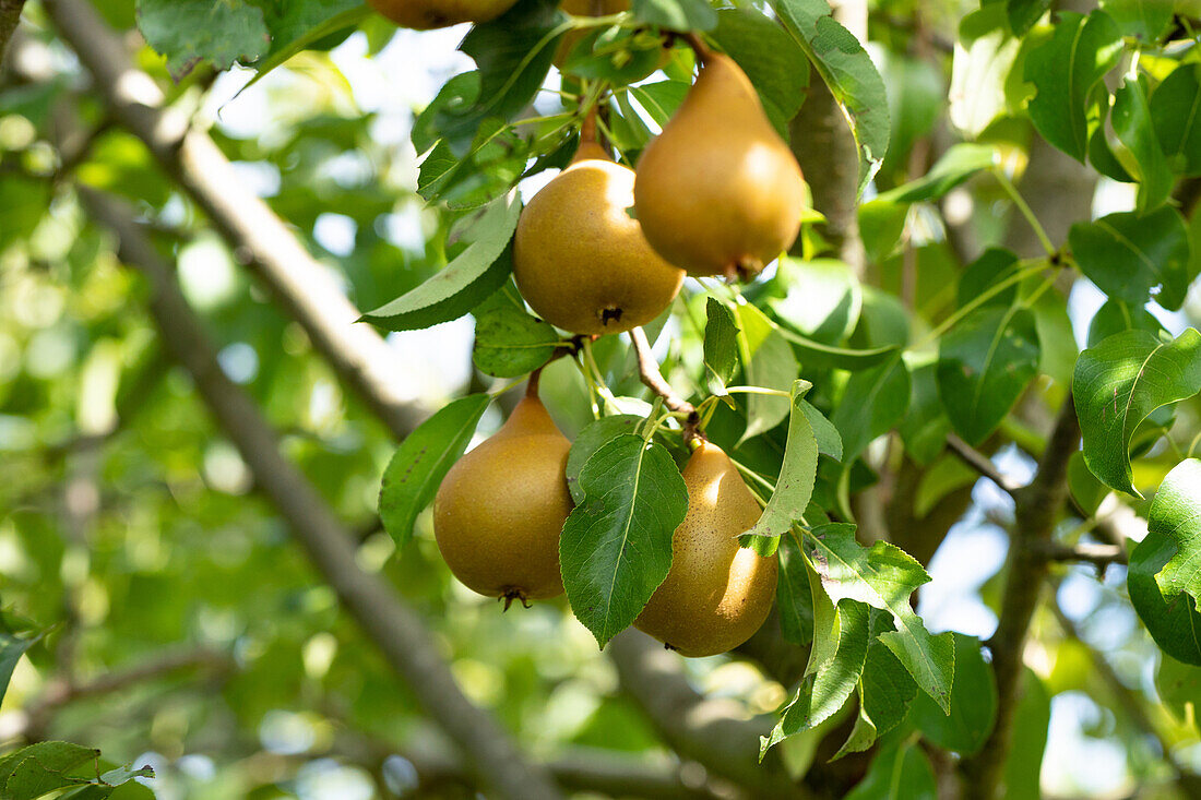 Pyrus 'Brown/red pear