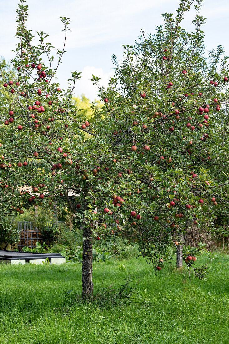 Malus 'Purple Cousinot' (Purple Cousinot)