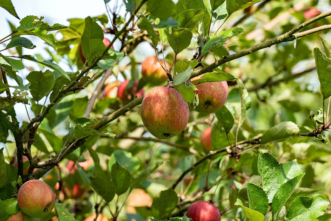 Malus 'Purple Cousinot' (Malus purple cousinot)