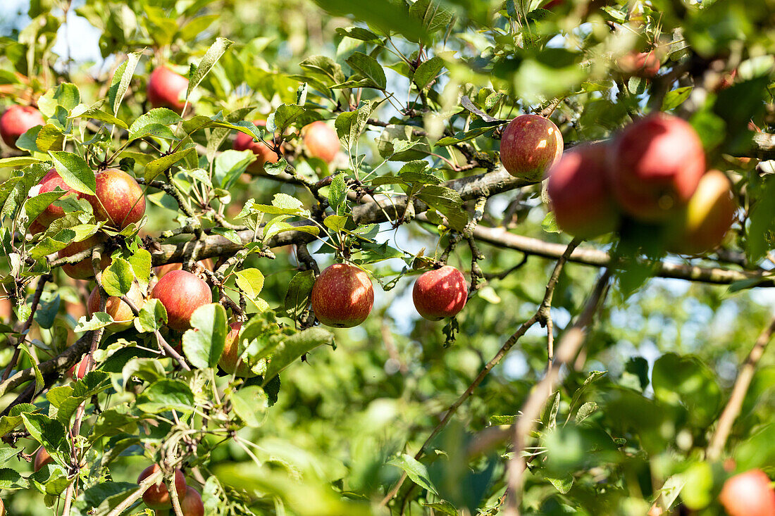 Malus 'Purple Cousinot' Red Cousinot