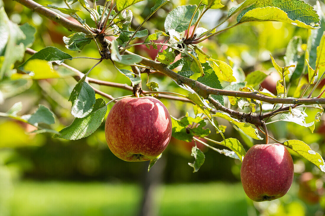 Malus 'Purple Cousinot' Red Cousinot