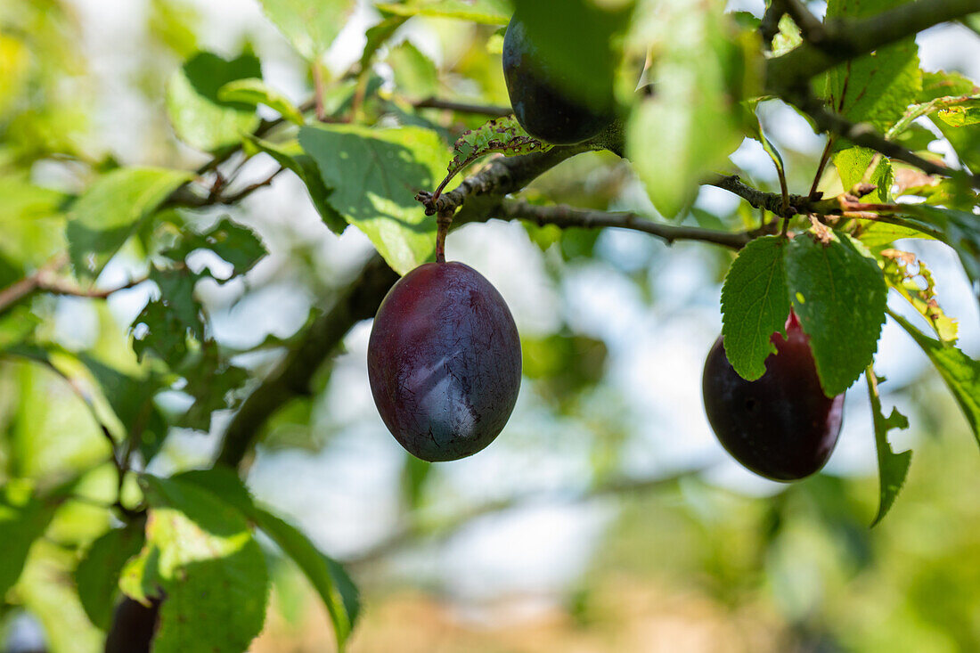 Prunus domestica subso. Domestica