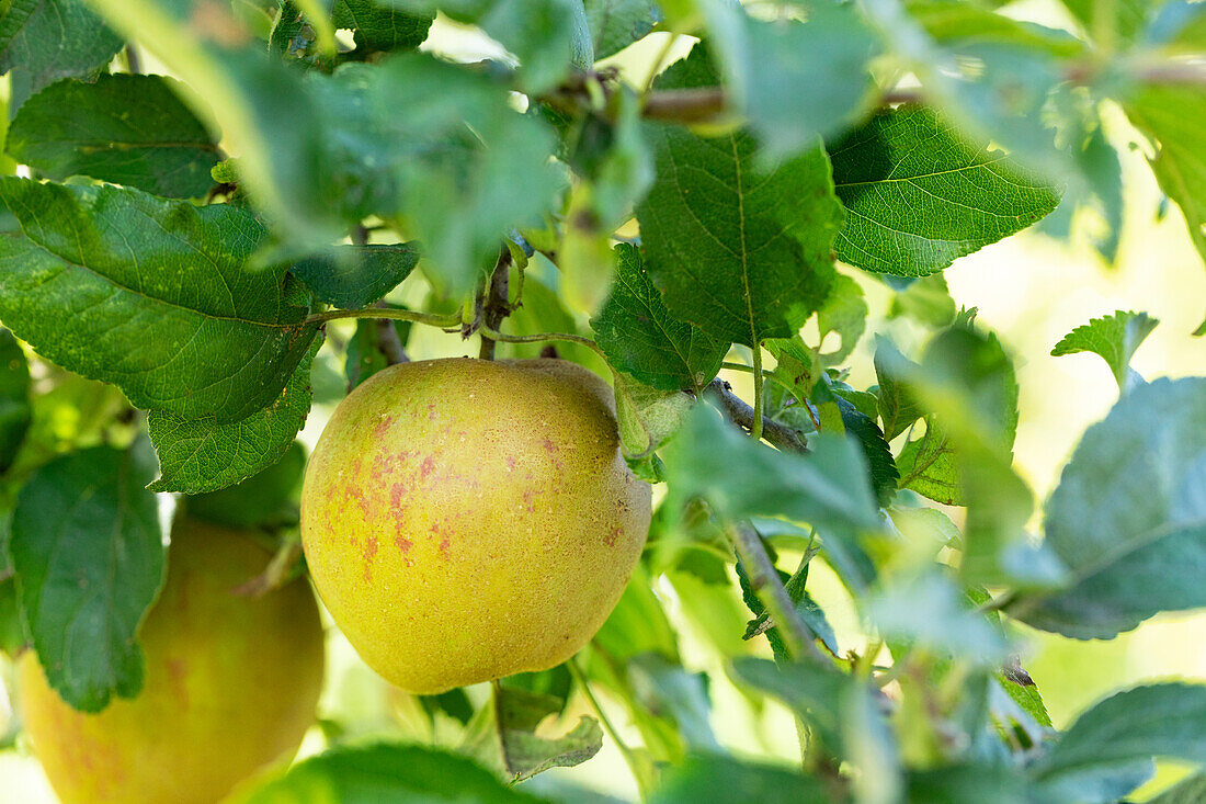 Malus 'Fießers Erstling