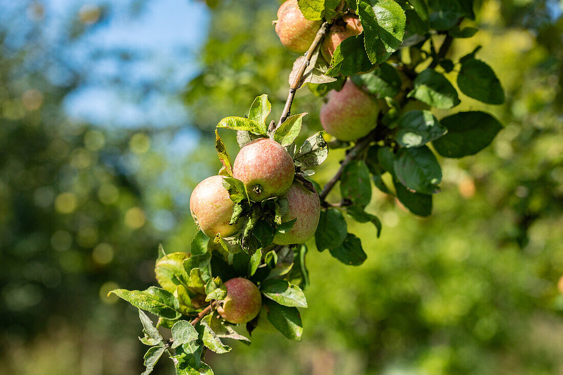 Malus 'Fießers Erstling'