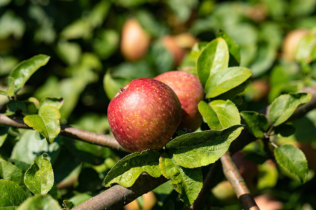 Malus 'Fießers Erstling'