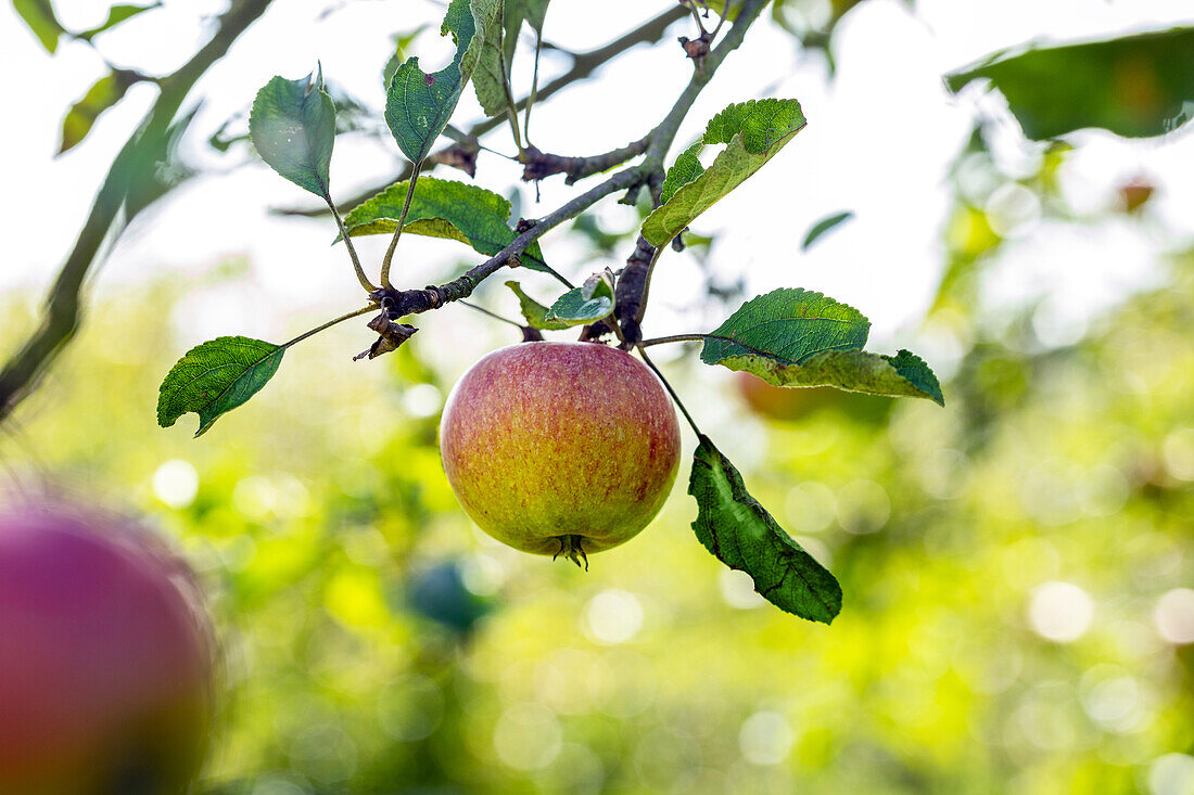 Malus 'Cox orange-renette