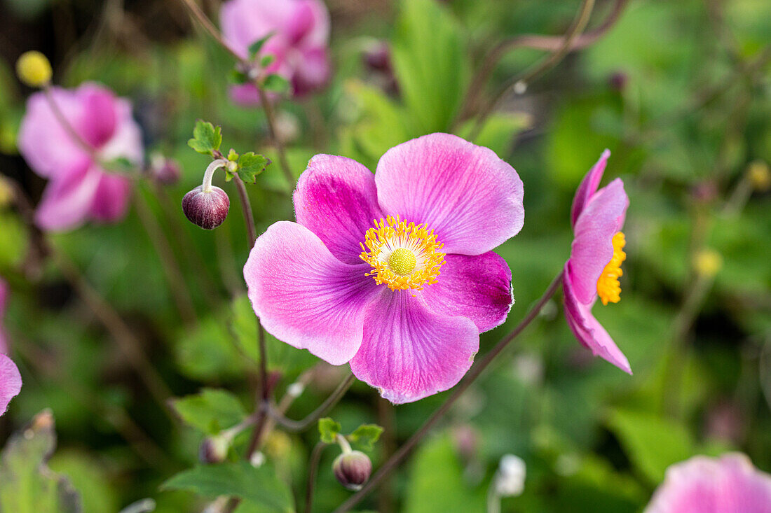 Anemone hupehensis 'Praecox'