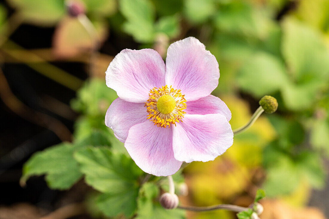 Anemone hupehensis September Charm