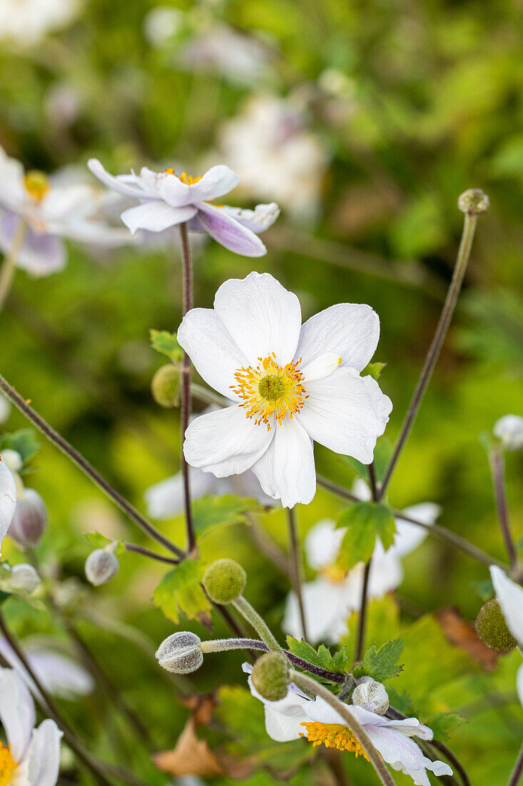 Anemone japonica Whirlwind