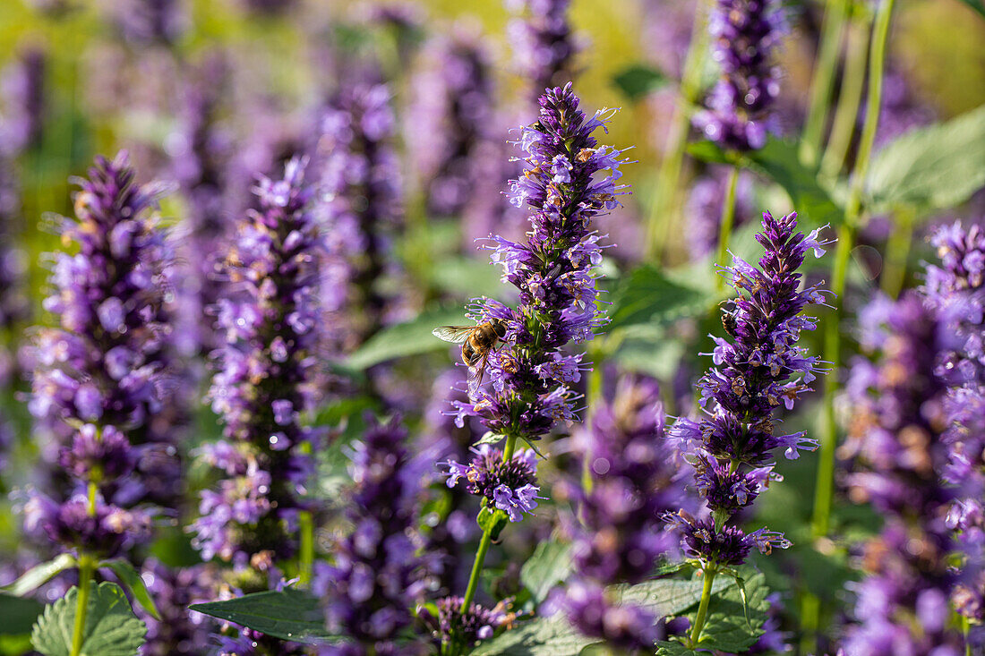 Agastache rugosa 'Black Adder'®