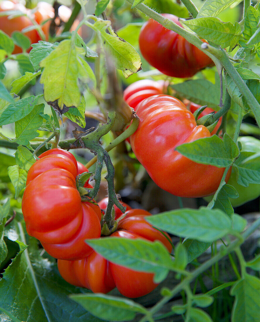 Italienische Costoluto-Tomaten an der Staude