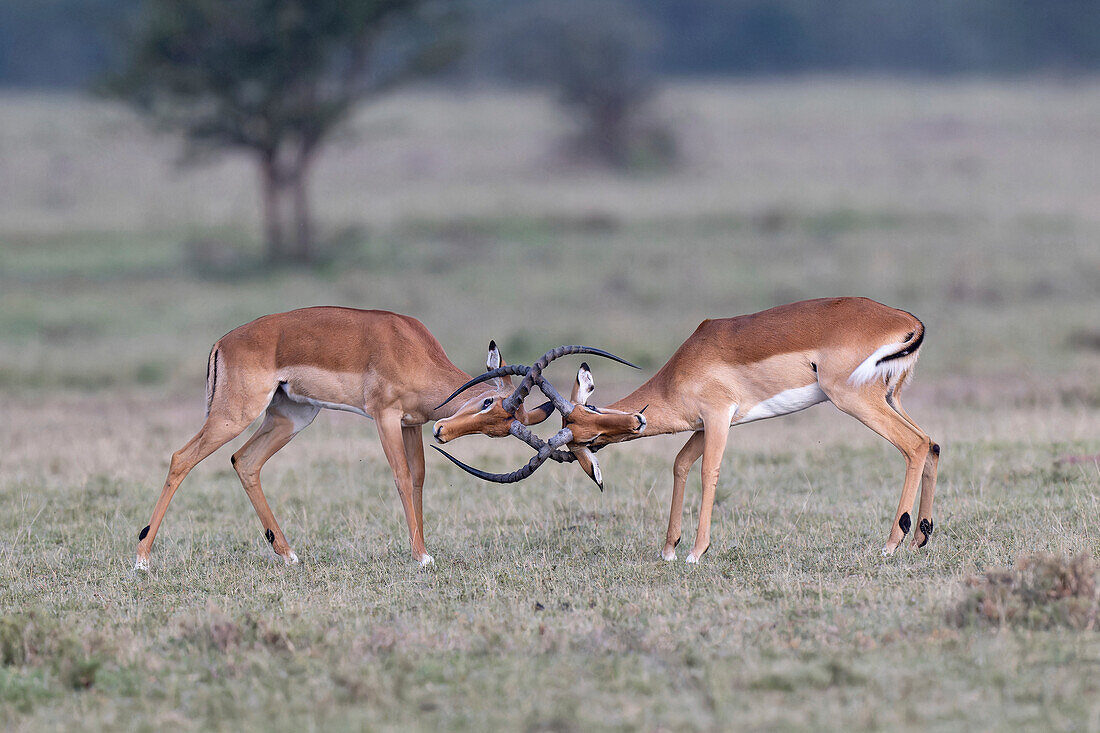 Impalas clashing horns