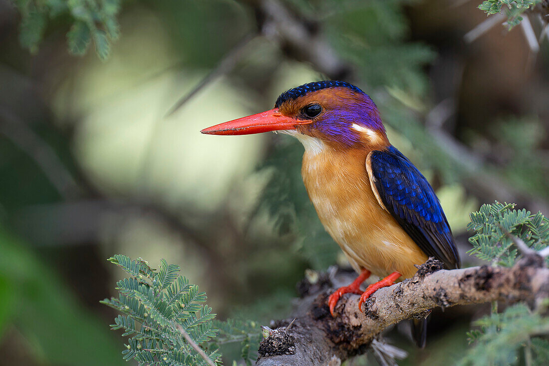 African pygmy-kingfisher perching on branch