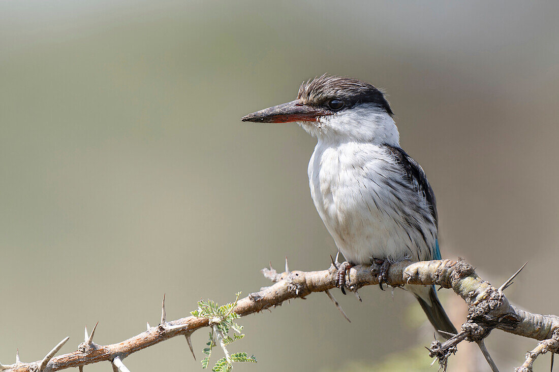 Striped kingfisher perching on branch