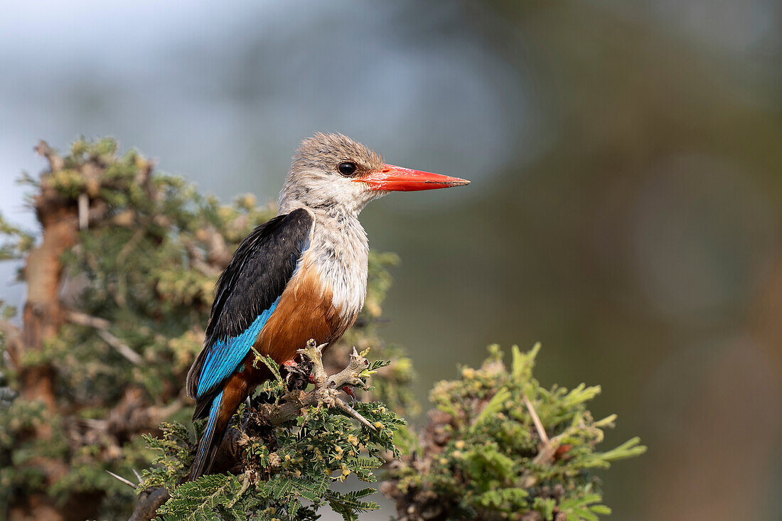 Grey-headed kingfisher perching on branch