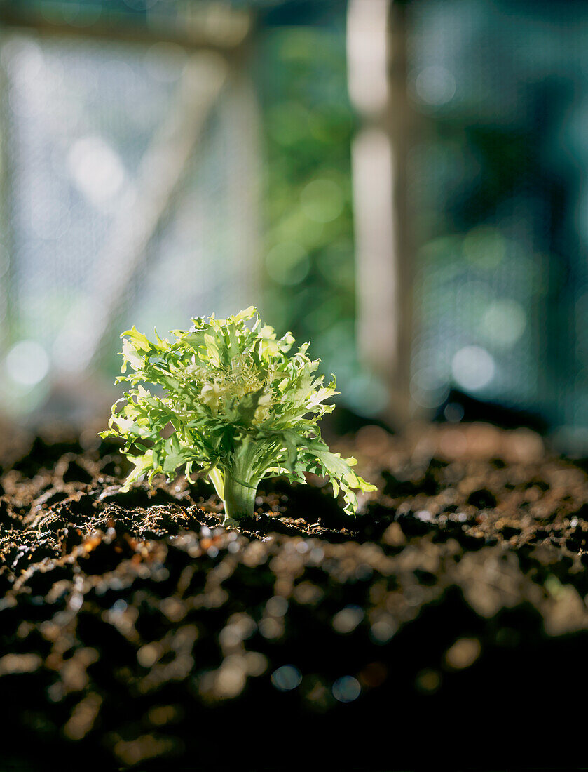 Lettuce seedling in greenhouse