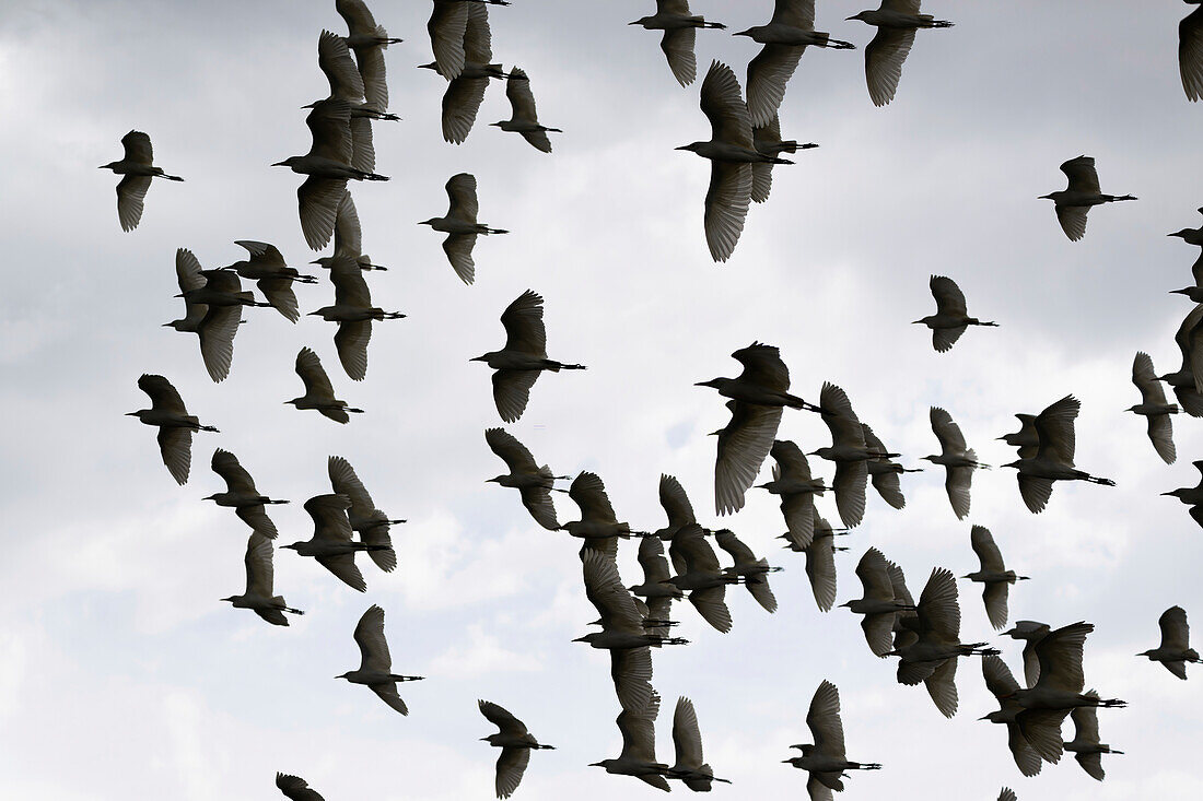 Cattle egret flock in flight