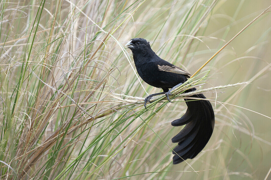Jackson's widowbird perching
