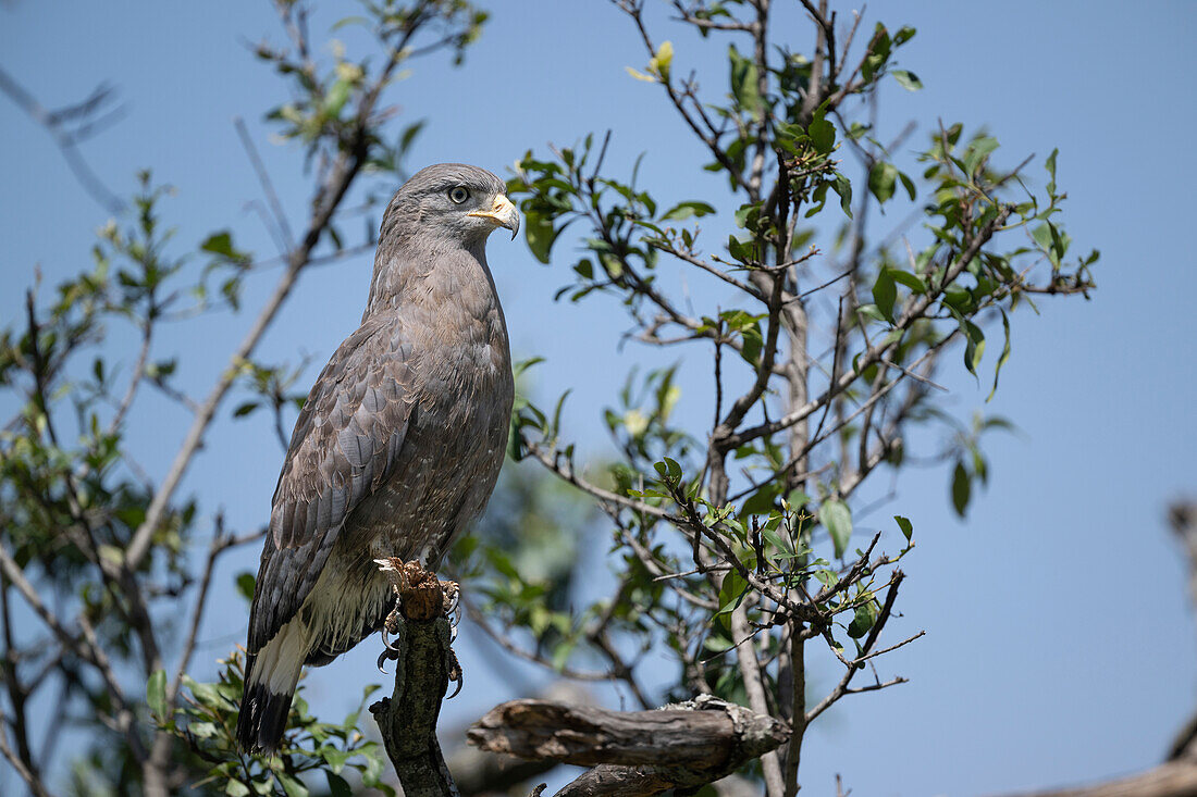 Western banded snake eagle perching on branch