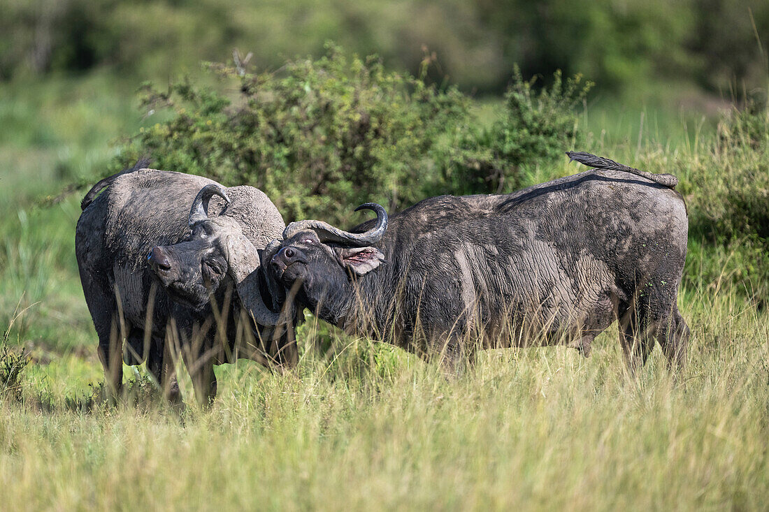 Cape buffaloes butting horns