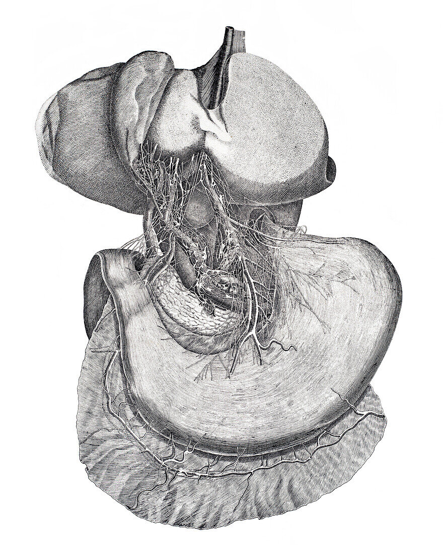 Abdominal nerves, illustration