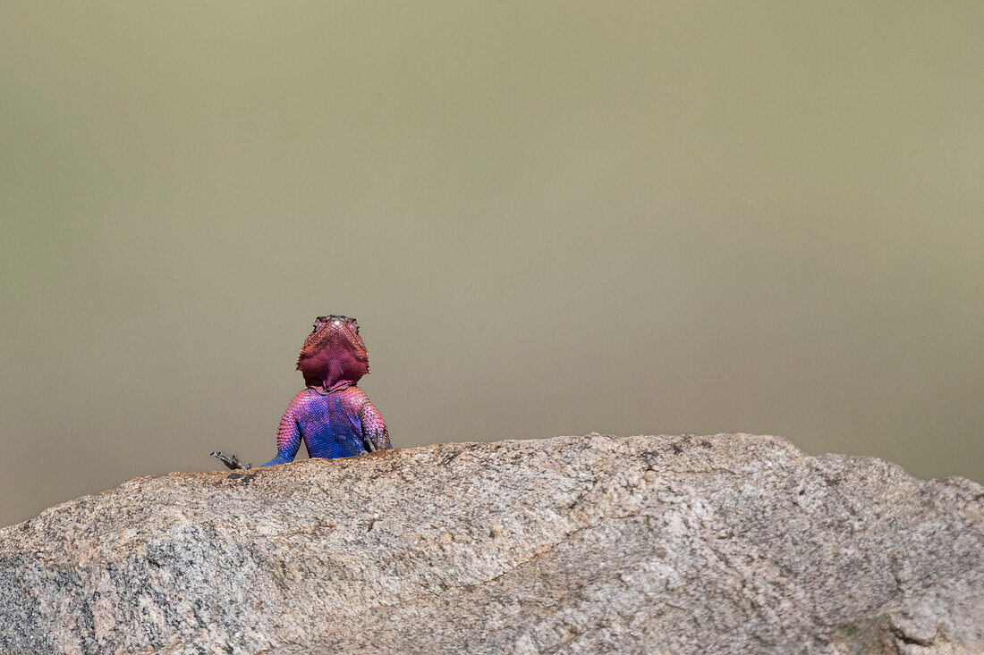 Common agama on a rock