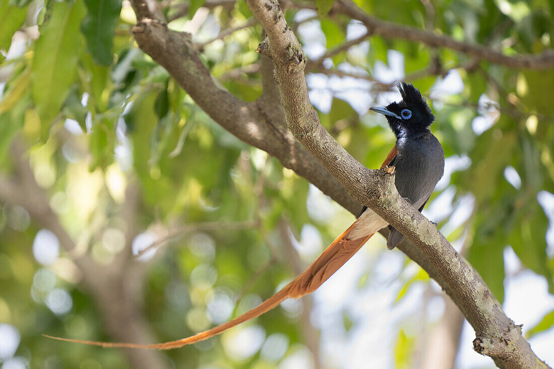 African paradise flycatcher perching on branch