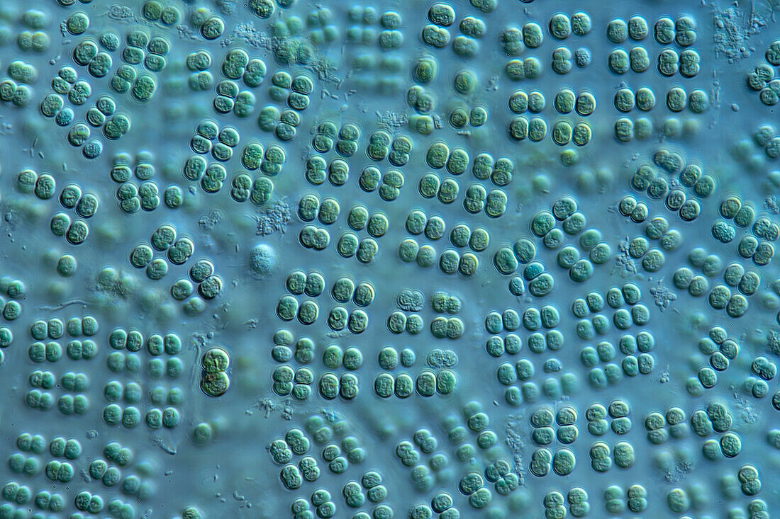 Merismopedia algae, light micrograph