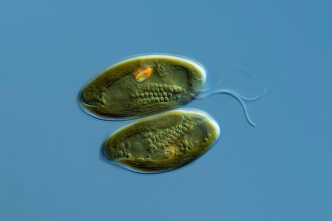 Cryptomonas algae, light micrograph