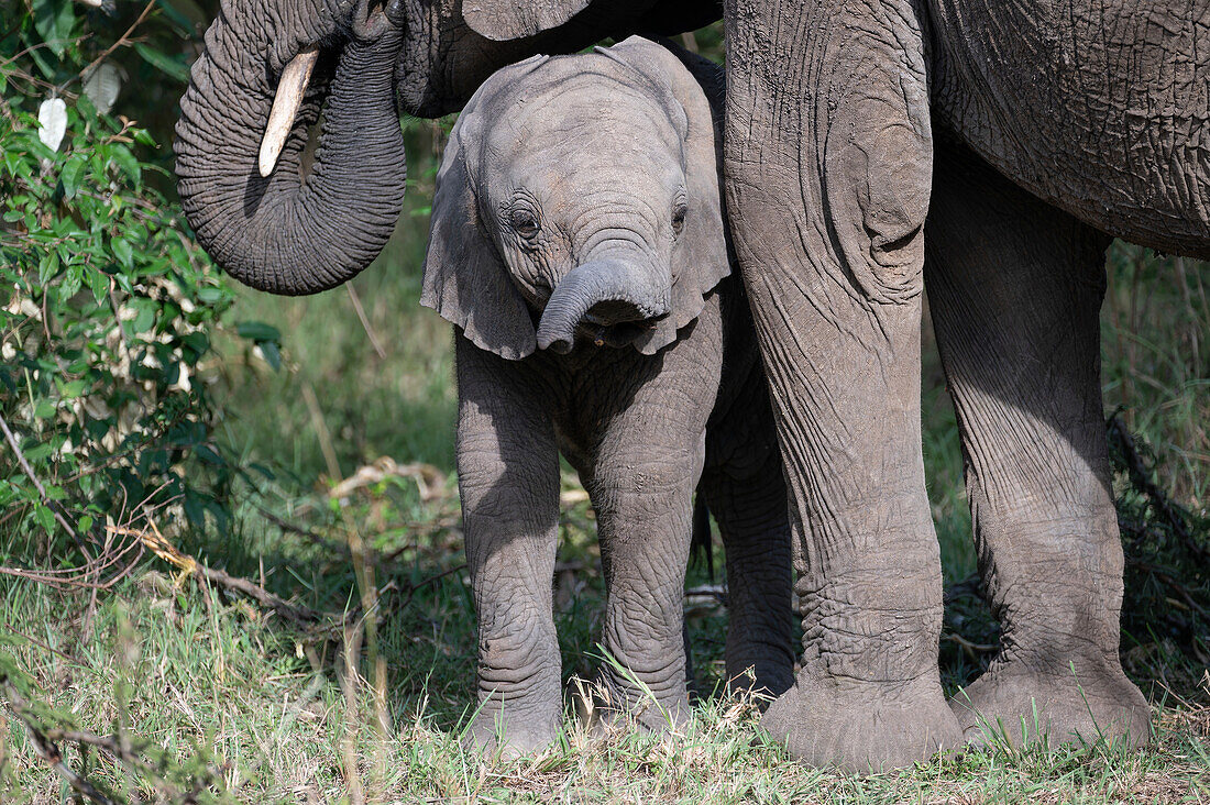 African bush elephant calf next to mother