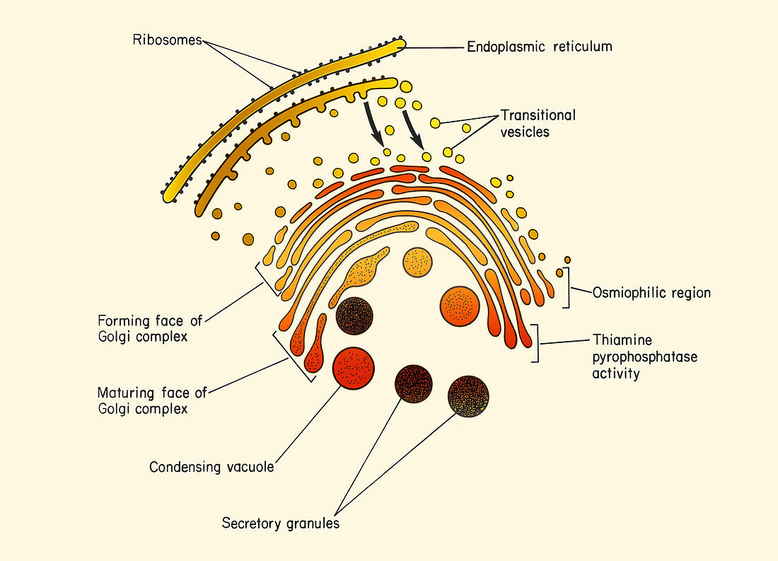 Secretory granules and Golgi apparatus, illustration
