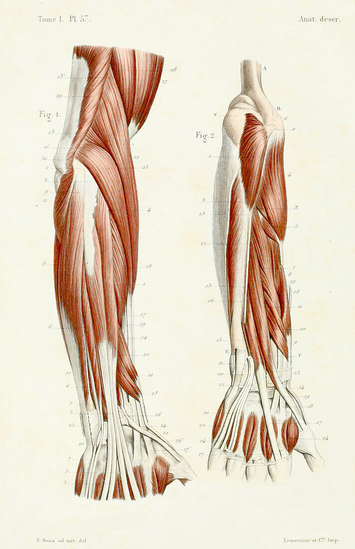 Human forearm muscles, 1844 illustration