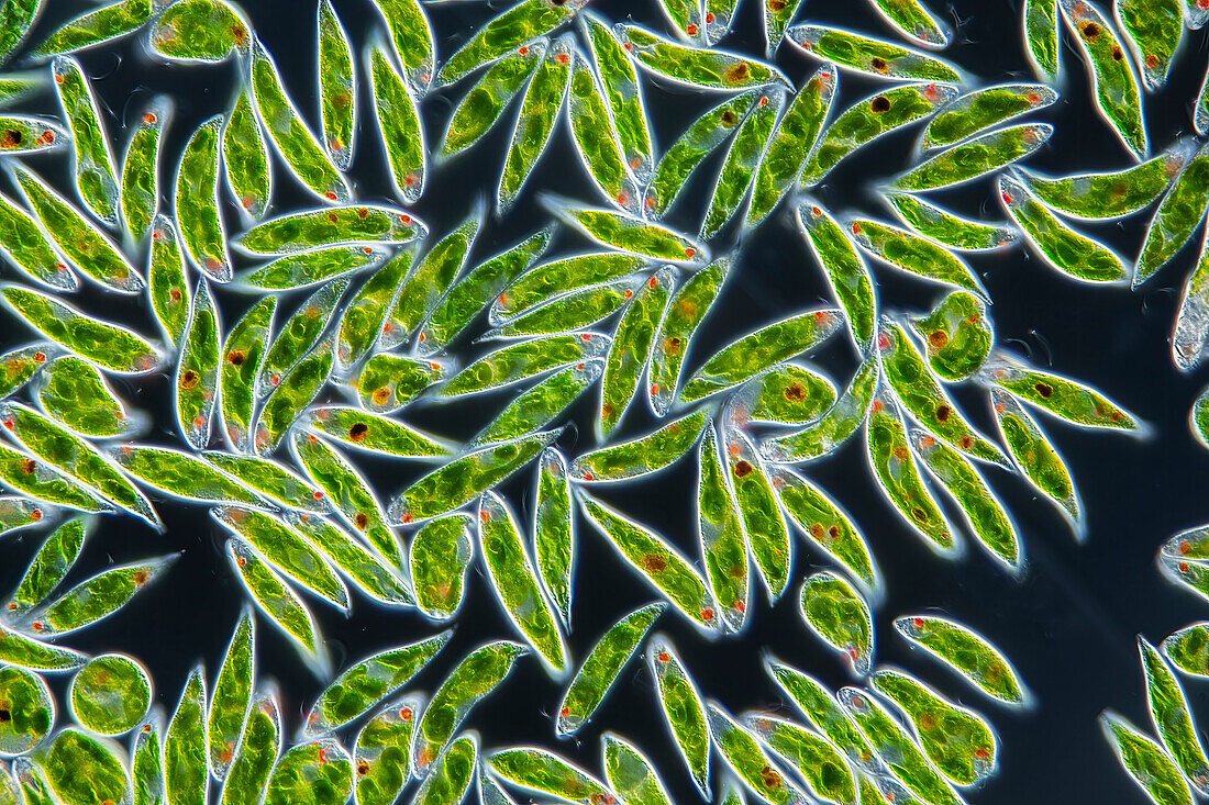 Euglena algae, light micrograph