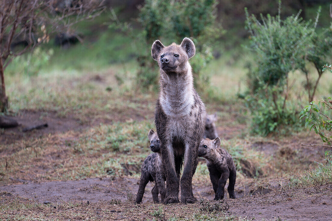 Spotted hyena and cubs