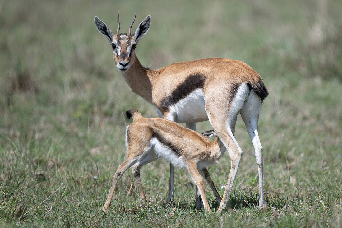Thomson's gazelle and suckling fawn