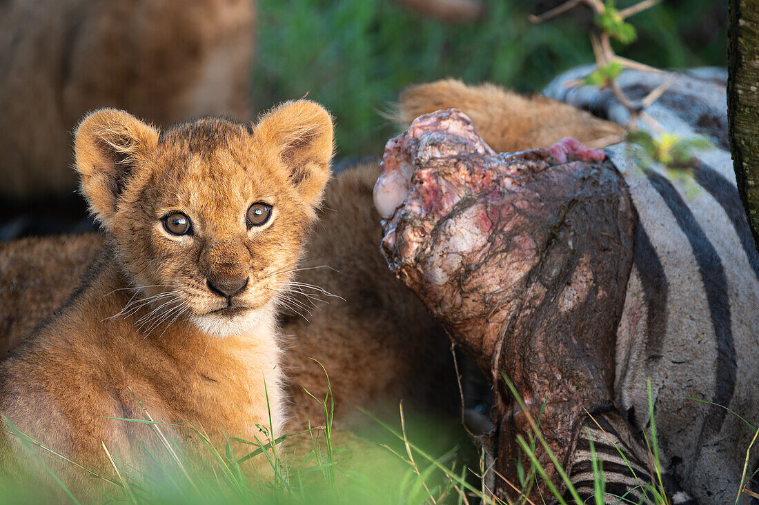 Lion cub with prey