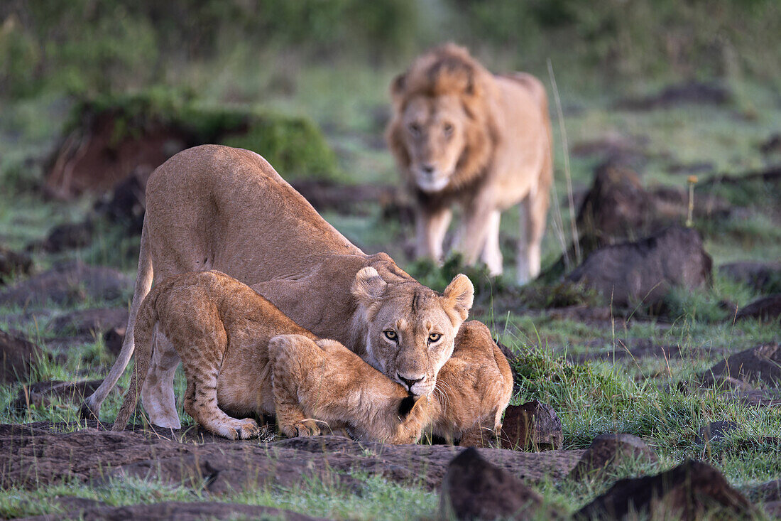 Lions and cubs