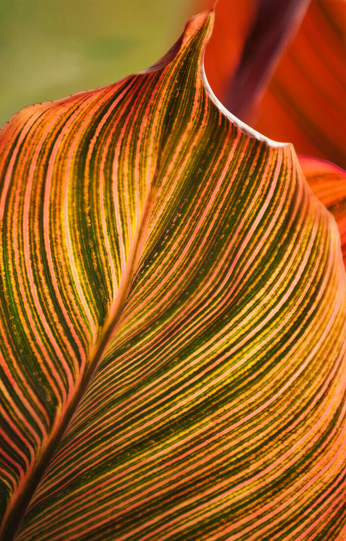 Canna lily (Canna sp.) leaf