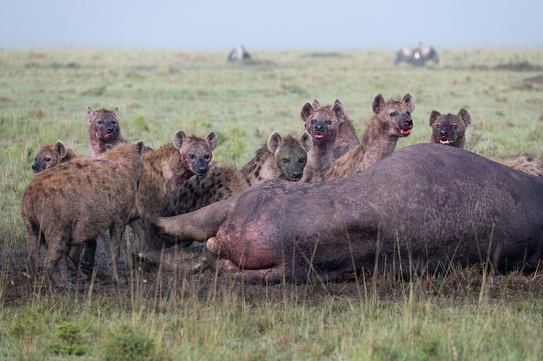 Spotted hyenas feeding on prey